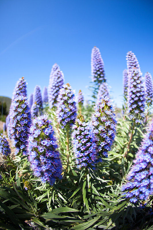 Echium Fastuosum花